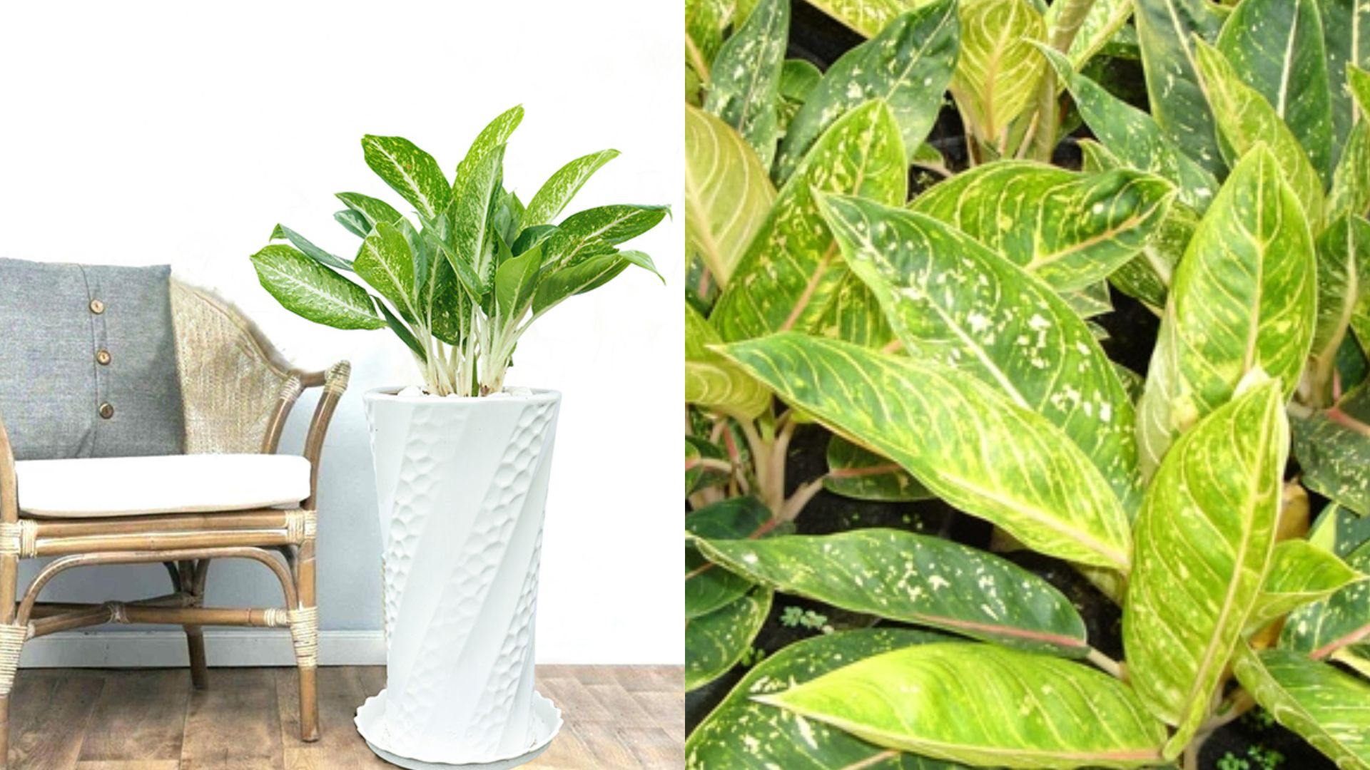 Cách Trồng Cây Huy Hoàng